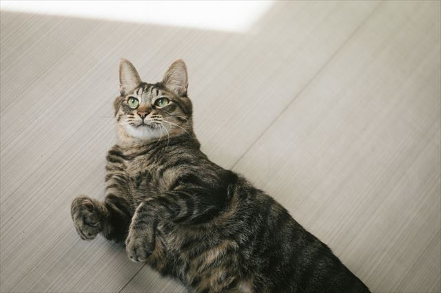 猫の巨大結腸症の症状と原因は?治療法は?慢性の便秘は要注意!